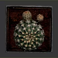 Green Spiky Cactus Plant in Square Terracotta Pot with Brown Base