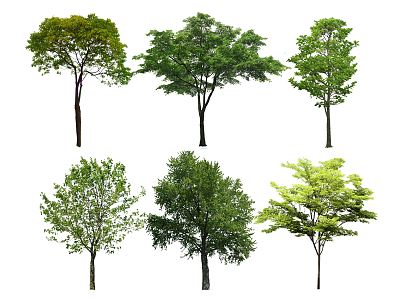 Modern tree camphor tree beech tree tussae tree Chinese tallow tree park tree landscape tree street tree ancient tree modeling tree big tree 3d model