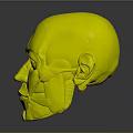 Colorful Human Head Model Showing Anatomical Facial Sections For Educational Use
