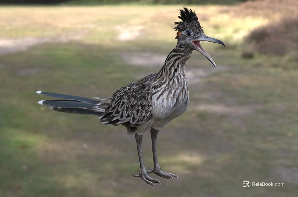 Crested Roadrunner Bird With Striped Feathers Long Tail Open Beak Standing On Grassland 3d model 