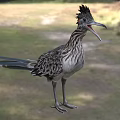Crested Roadrunner Bird With Striped Feathers Long Tail Open Beak Standing On Grassland