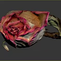 Dried Pink and White Rose in Simple Vase with Wilted Stem on Dark Background