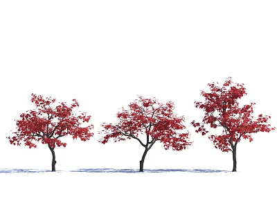 Three Deciduous Trees Displaying Vibrant Red Autumn Leaves In Natural Landscape 3d model