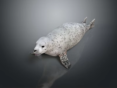 Gray And White Spotted Seal Lying On A Smooth Surface With Reflection 3d model