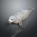 Gray And White Spotted Seal Lying On A Smooth Surface With Reflection