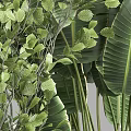 Decorative Indoor Potted Plants With Various Green Foliage And Dark Ceramic Pots