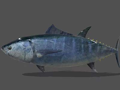 Blue Tuna Fish With Yellow Fins And Large Body As Aquatic Animal 3d model