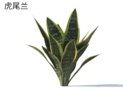 Snake Plant Shrub with Long Green Leaves and Yellow Edge Stripes for Indoor Decoration 3d model
