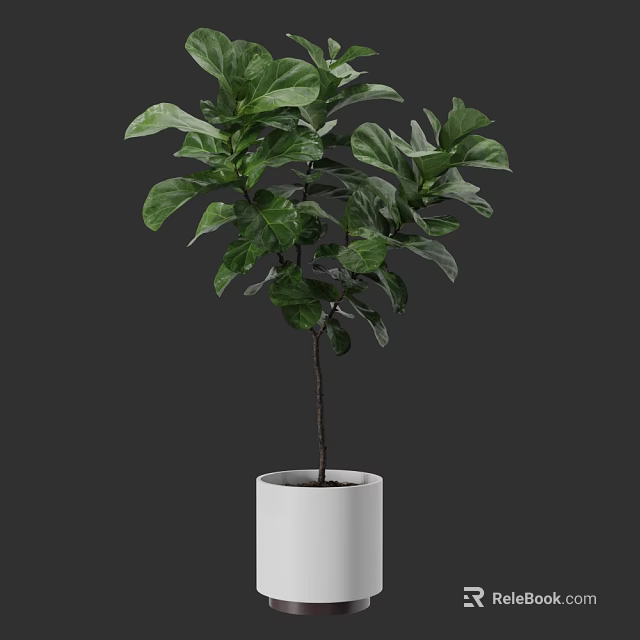 Bonsai Plant With Lush Green Leaves In White Ceramic Pot For Indoor Decor 3d model 