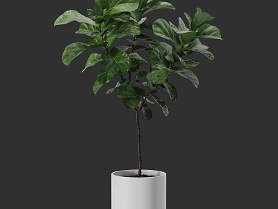 Bonsai Plant With Lush Green Leaves In White Ceramic Pot For Indoor Decor 3d model