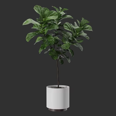 Bonsai Plant With Lush Green Leaves In White Ceramic Pot For Indoor Decor 3d model