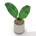 Fresh Large Green Banana Leaves in Brown Vase with White Stripes