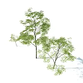 Three Arbor Trees with Different Sizes Green Leaves and Slender Trunks 3d model
