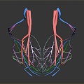 Neurons Anatomical Organs Human Organs Human Organs Human Body Tissue Human Body Structure 3d model