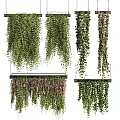 Various Hanging Vines With Green Foliage And Purple Blooms For Indoor Decoration