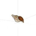 Spiral Seashell With Brown White Pattern And Detailed Open Interior On Blue Background 3d model