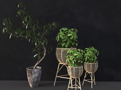 Bonsai Potted Plants With Green Leafy Foliage In Wicker Baskets And Ceramic Pots On Stands 3d model