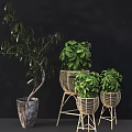 Bonsai Potted Plants With Green Leafy Foliage In Wicker Baskets And Ceramic Pots On Stands