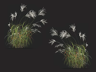 Flowers And Grass With White Feathery Blooms Green Leafy Stems Natural Clumping Growth 3d model