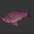 Catfish Carp Sturgeon Bass Freshwater Fish Various Carp Grass Carp Crucian Carp 3d model