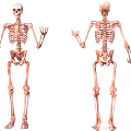 Medical Equipment Detailed Human Skeleton Anatomical Educational Teaching Model