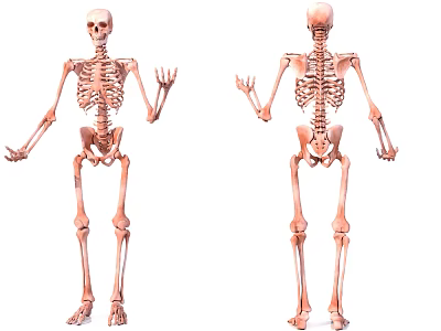 Medical Equipment Detailed Human Skeleton Anatomical Educational Teaching Model 3d model