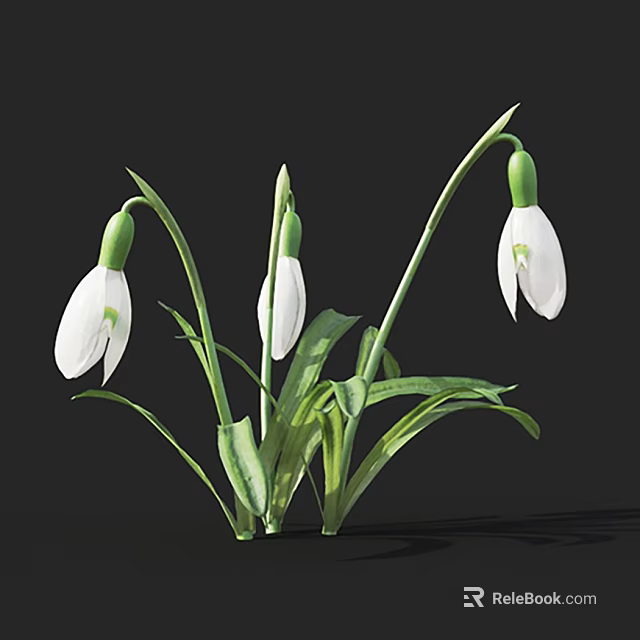 White Snowdrops With Fresh Green Stems And Blooming Flowers In Cluster 3d model 