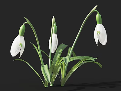 White Snowdrops With Fresh Green Stems And Blooming Flowers In Cluster 3d model