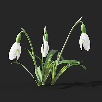 Modern Snow Drop Flower Snowdrop Grass Flowers 3d model