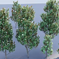 Various Sizes of Arbor Trees With Green Foliage And White Flowers