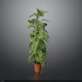 Green Leafy Indoor Houseplant In Orange Pot With Lush Foliage
