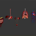 Human Internal Organs Anatomical Display With 3D Rendering Of Stomach Liver Kidneys Lungs And Heart
