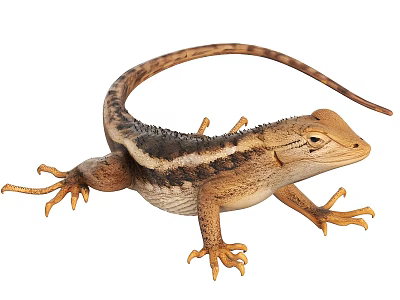 Brown and Black Striped Lizard Reptile with Long Tail and Scaly Skin 3d model