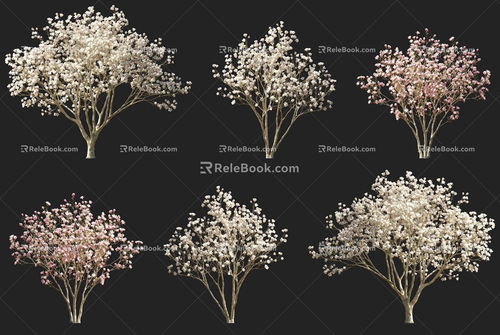 Purple Magnolia Flowering Shrub Arbor Tree Combination Park Courtyard Garden Flowering Trees Purple Magnolia Trees Street Trees Magnolia Xinyi Wooden Pen Girl Flower 3d model