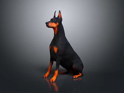 Doberman Pinscher with Black and Tan Coat Sitting on Gray Background 3d model