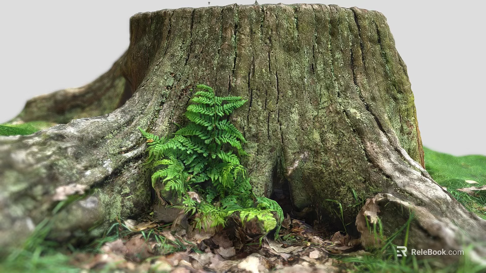 Fern Plant Growing on Old Tree Stump with Surrounding Fallen Leaves and Roots 3d model 