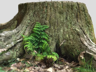 Fern Plant Growing on Old Tree Stump with Surrounding Fallen Leaves and Roots 3d model
