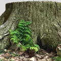 Fern Plant Growing on Old Tree Stump with Surrounding Fallen Leaves and Roots