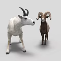 Two Rams One White With Black Horns And One Brown With Curved Horns