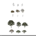 Arbor 3D Models With Various Forms White Flowers Different Leaf Colors And Diverse Heights 3d model