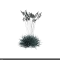 Ornamental Green Grass with Slender Stems and Small Leaves Against White Background