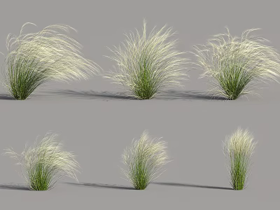 White Feathery Grass With Green Stems Growing In Multiple Clumps On Gray Background 3d model