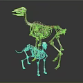 Animal Organ Structure Display With Large And Small Skeleton Models Anatomical Features 3d model