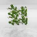 Lush Green Vines Decoration Against White Wall In Modern Indoor Space