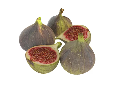 Modern Fig 3d model Modern Fig 3d model