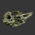 Detailed Animal Skull Skeleton With Natural Bone Texture And Hollow Eye Sockets