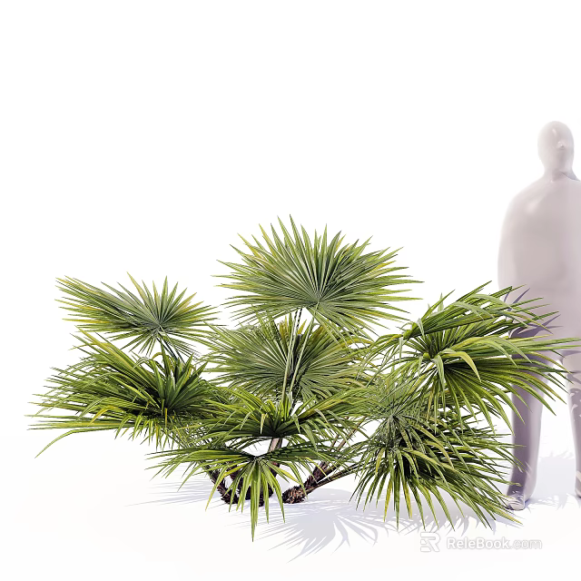 Palm Arbor Tree With Fan Shaped Green Fronds And Lush Tropical Foliage 3d model 