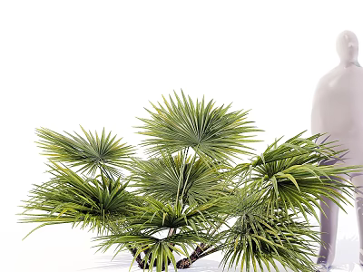 Palm Arbor Tree With Fan Shaped Green Fronds And Lush Tropical Foliage 3d model