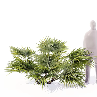Palm Arbor Tree With Fan Shaped Green Fronds And Lush Tropical Foliage 3d model