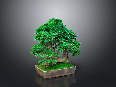 Bonsai Plant With Lush Green Leaves Thick Trunk And Moss In Square Pot 3d model
